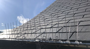 Pics anti-pigeon et clips