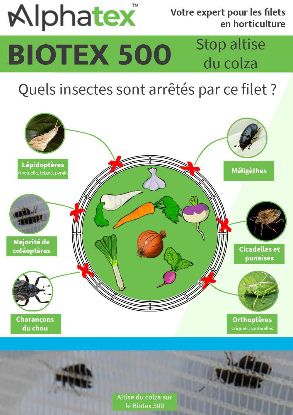 Quels insectes arrêtés par le filet anti-insectes Biotex 500 ?