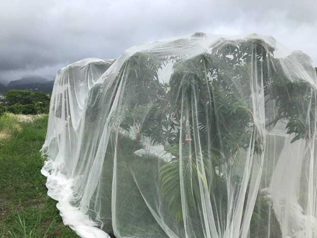 Filet anti-insectes Biotex sur un manguier pour le protéger de la mouche des fruits.