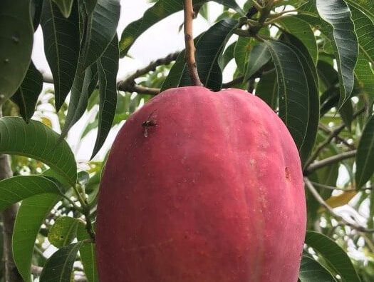 A fruit fly on a mango.