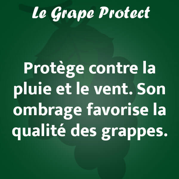 Le Grape Protect protège les raisins des intempéries.